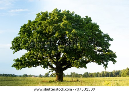 Lonely green oak tree in the field ストックフォト © 