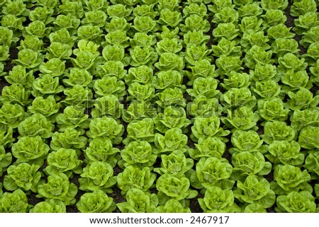 rows of green fresh butter-lettuce