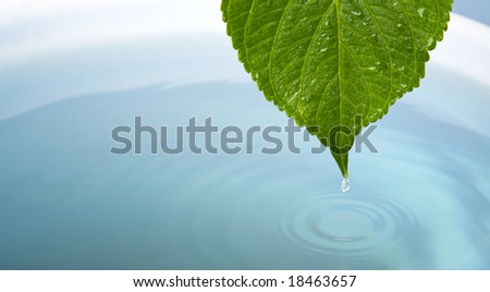 wet leaf as a wellness or health concept. with copy-space