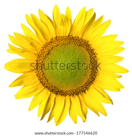 Sunflower. Deep focus. No dust. No pollen. Isolated on white background.