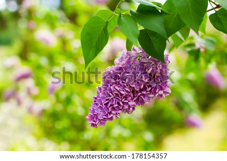 Purple lilac flower close-up. Selective focus (shallow depth of field). Please watch my sets for more photos like this.