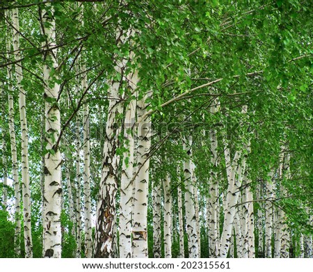Birch trees with lush foliage