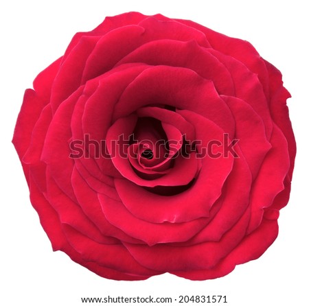Red rose. Deep focus. No dust. No pollen. Isolated on white background.