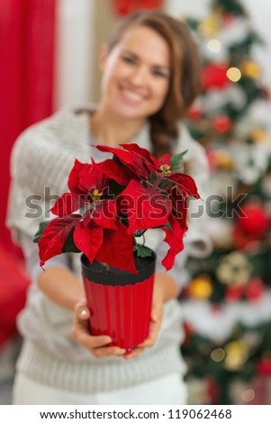 Closeup on Christmas rose in hand of happy woman