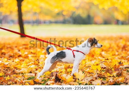 Closeup on dog on leash outdoors in autumn