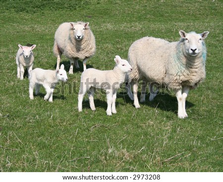 lambs and sheep in field in spring