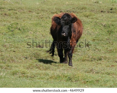 black cow standing in green meadow