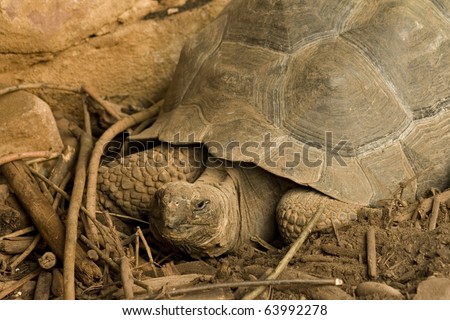 A giant tortoise from the Galapagos islands
