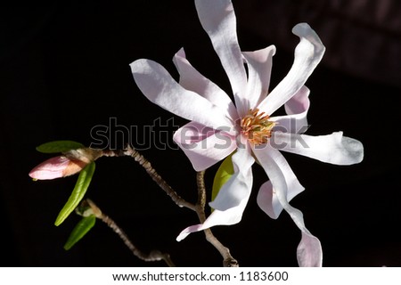 Magnolia stellata \'Royal Star\' is a popular magnolia cultivar producing scads of large mildly fragrant snowy-white double-flowers from mid-March through April before its leaves emerge.