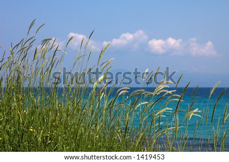 High grass and clouds near the sea