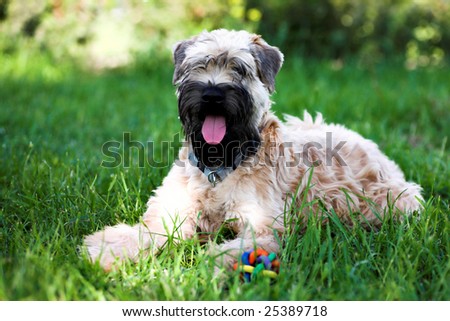 Irish soft coated wheaten terrier lay on grass
