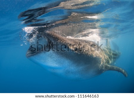 A Whale shark  (Rhincodon typus) feeds on bonita eggs and plankton on the surface of the water. These sharks have no teeth and are filter feeders.