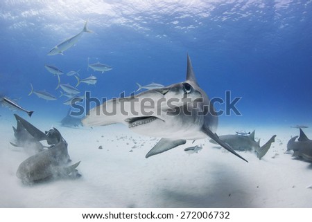 Great Hammerhead Shark turns with fins down