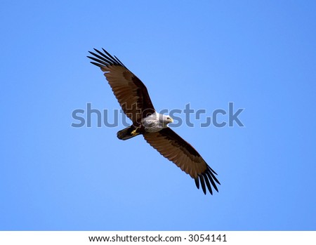 The eagle soaring in the clear blue sky