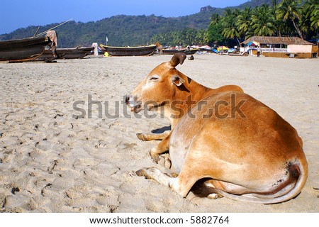 Indian cow at the Palolem beach, Goa state, India