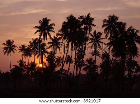Silhouettes of coco-trees and sunset at backwaters of Kerala, India