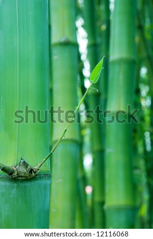 new shoot of bamboo with water drops