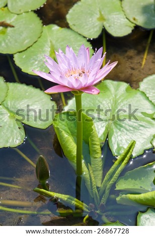 Water lily flower and leaves