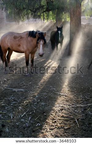 amazing horse caught in sun\'s rays