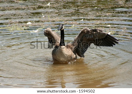 Goose spreading his wings