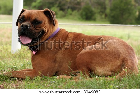 Boxer dog laying down