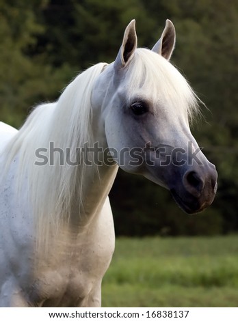 Head portrait of Arabian horse