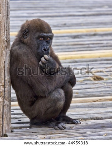 Young Gorilla setting like he is deep in thought