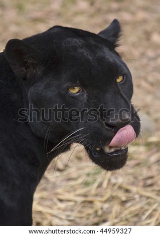 Portrait of a black Jaguar