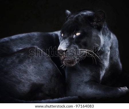 Black Jaguar Cat