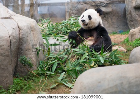 Cute Giant Panda eating bamboo