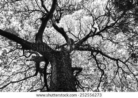 Beautiful shape of large Samanea saman trees and pattern of branch in black and white tone