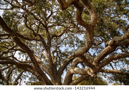 Limbs of an ancient live oak tree rising into the sky