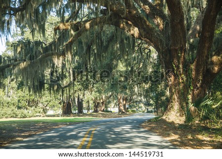 Road curving past massive old oak tree with sun dappled spanish moss