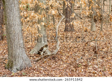Hawk hunting among leaves in a winter forest