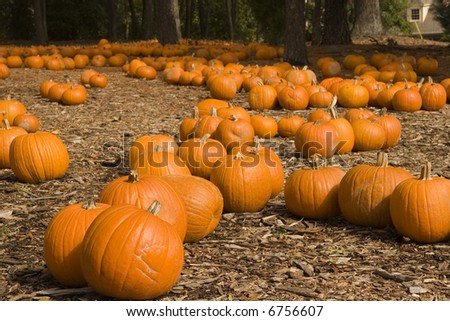 A lot with orange pumpkins for sale at halloween and thanksgiving