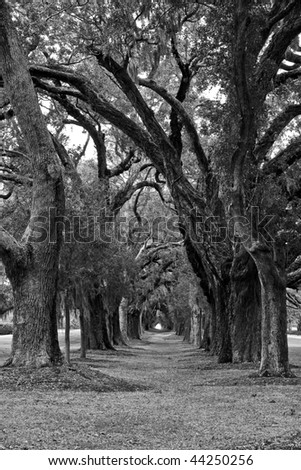 A lane of spanish moss covered old oak trees down a green lawn