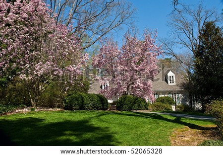A nice house behind a fresh mown lawn and blooming japanese magnolias
