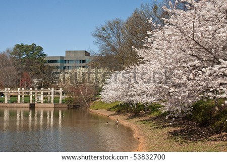 A springtime view of a lake at an office park