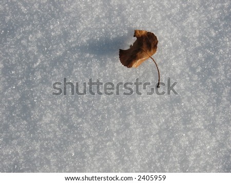 single leave in the snow