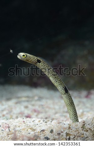 garden eel eating plankton on sea base