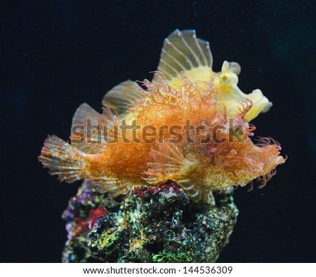 Rhinopias Scorpionfish reef fish , marine fish