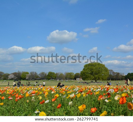 TOKYO, JAPAN - APRIL 2 : Showa park in spring with poppy flower field taken on April 2, 2013 in Tokyo. Showa park is one of the most popular flower park and sakura sightseeing spot in Tokyo.