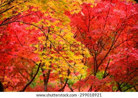 Momiji, Japanese maple in autumn season