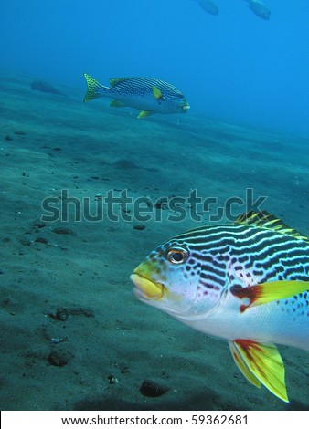 striped sweet lips fish, marine fish, underwater photo