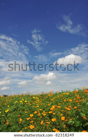 summer sky with flower field