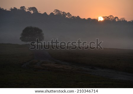Thailand national park in the morning with light fog.