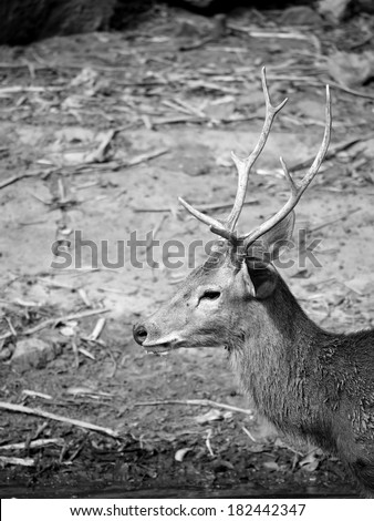 male deer, black and white monotone color