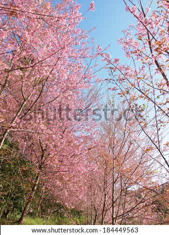 Cherry blossom tree with clear sky, color background