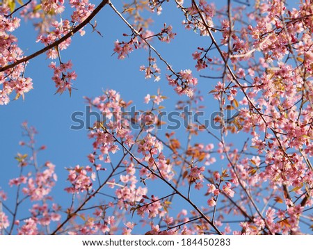 Cherry blossom flower tree with clear sky, color background