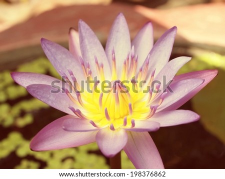 Closeup of Purple Lotus flower, vintage color background